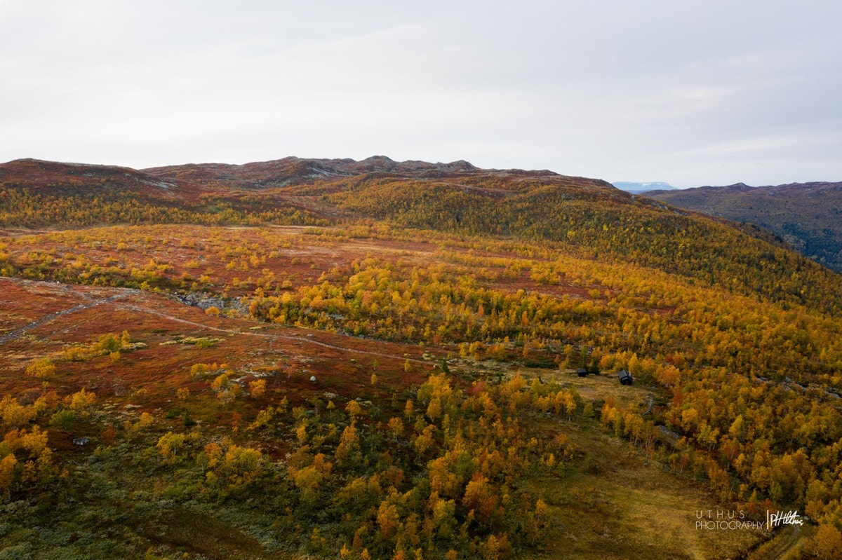 Unike Uvdal - Tettere på naturen Galleribilde