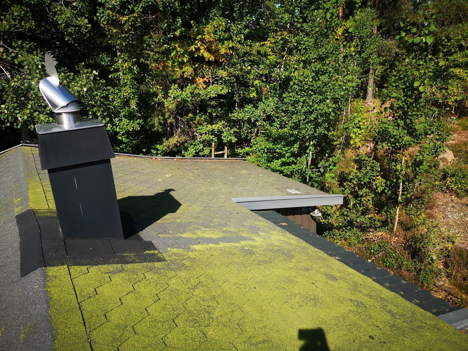 Østsiden av taket Galleribilde