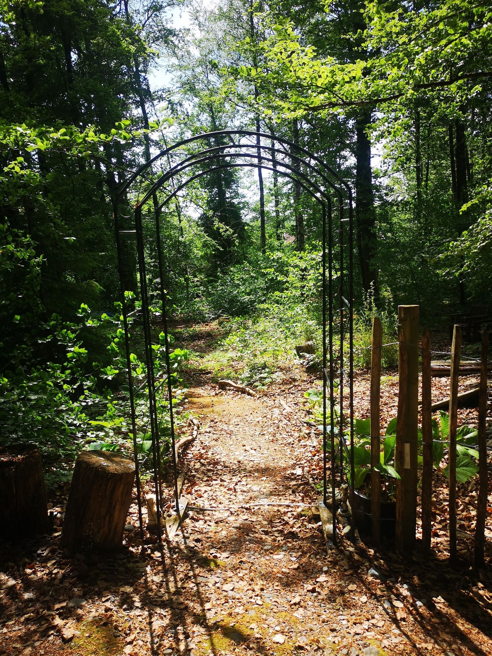 Inngang til skogsdelen av tomta Galleribilde