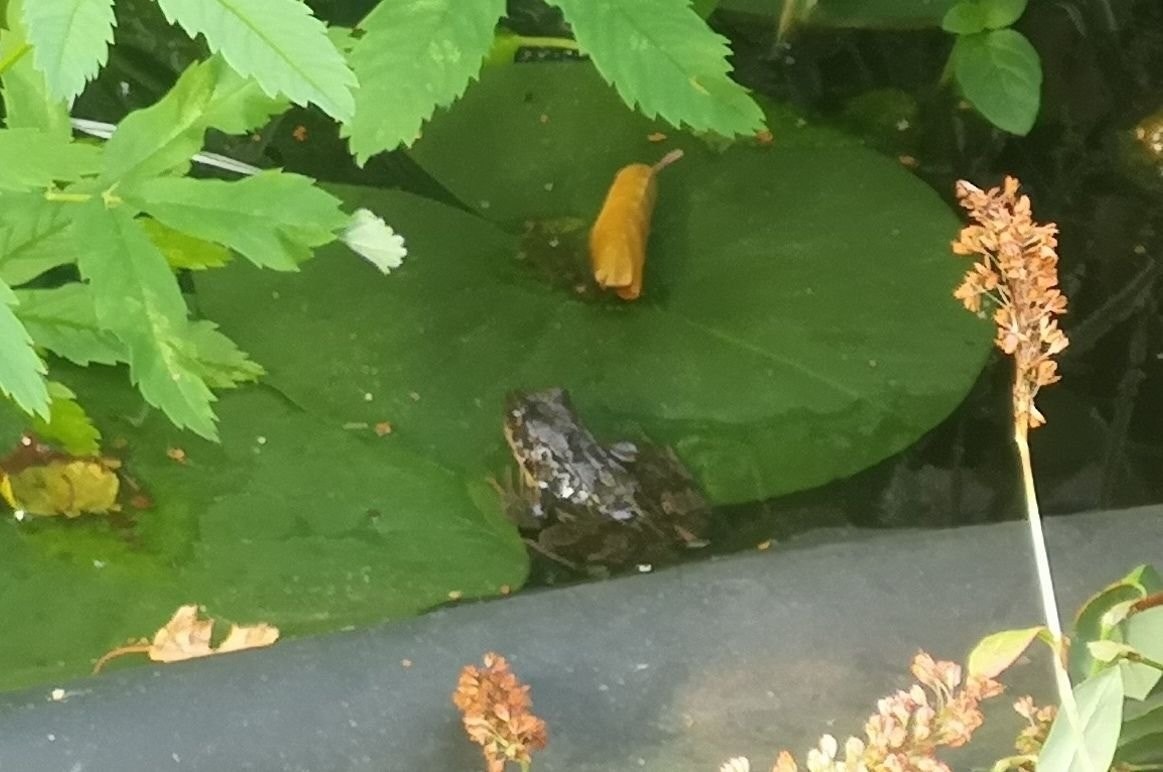 Frosk som holder til på tomten Galleribilde