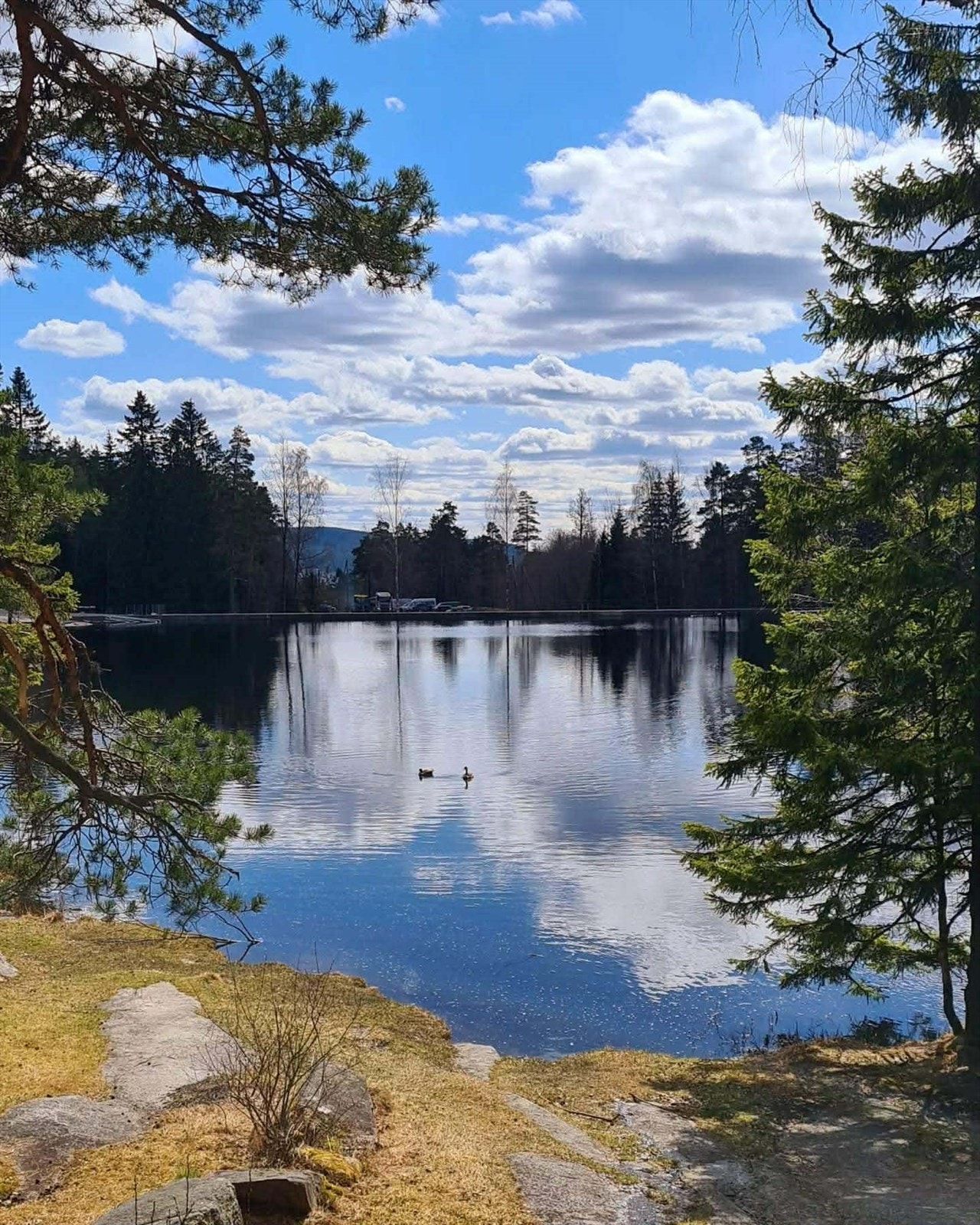 Lillomarka Galleribilde