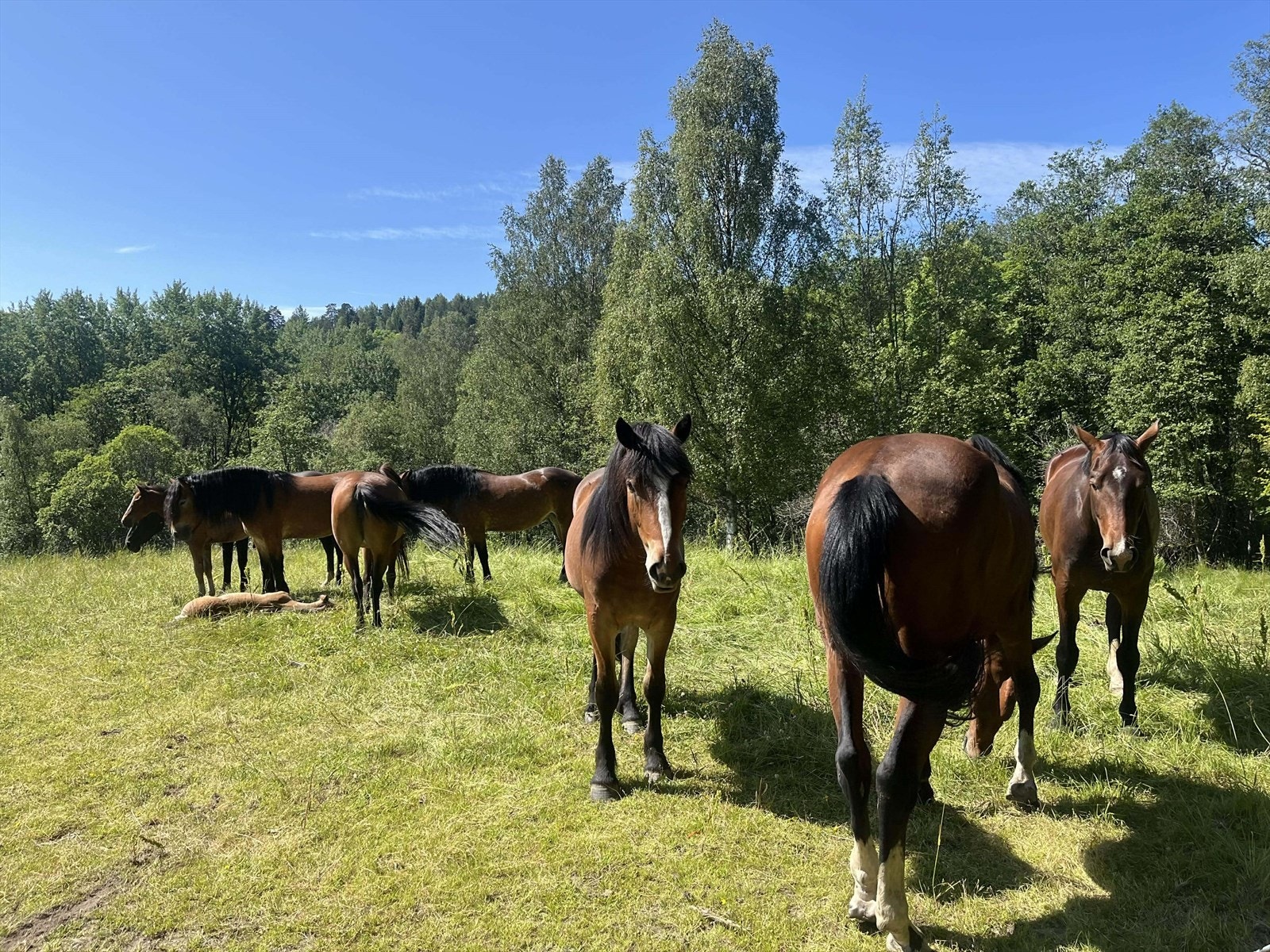 Hestehagen Galleribilde