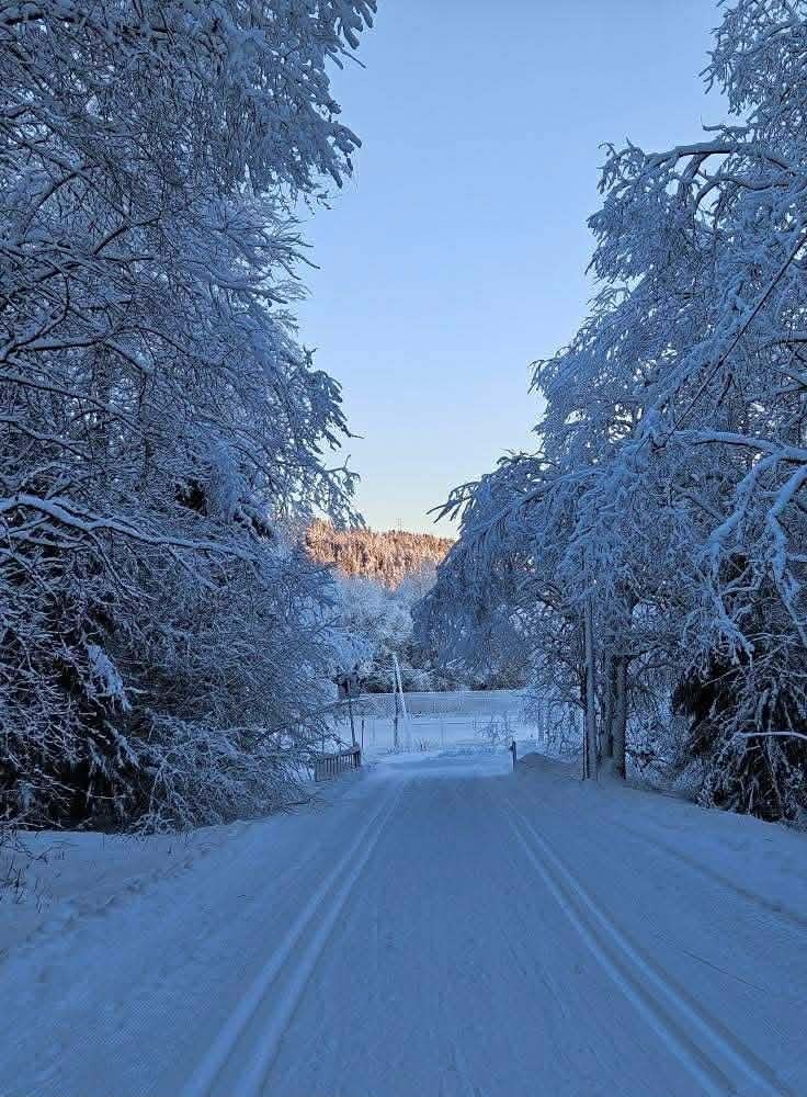 Lillomarka Galleribilde