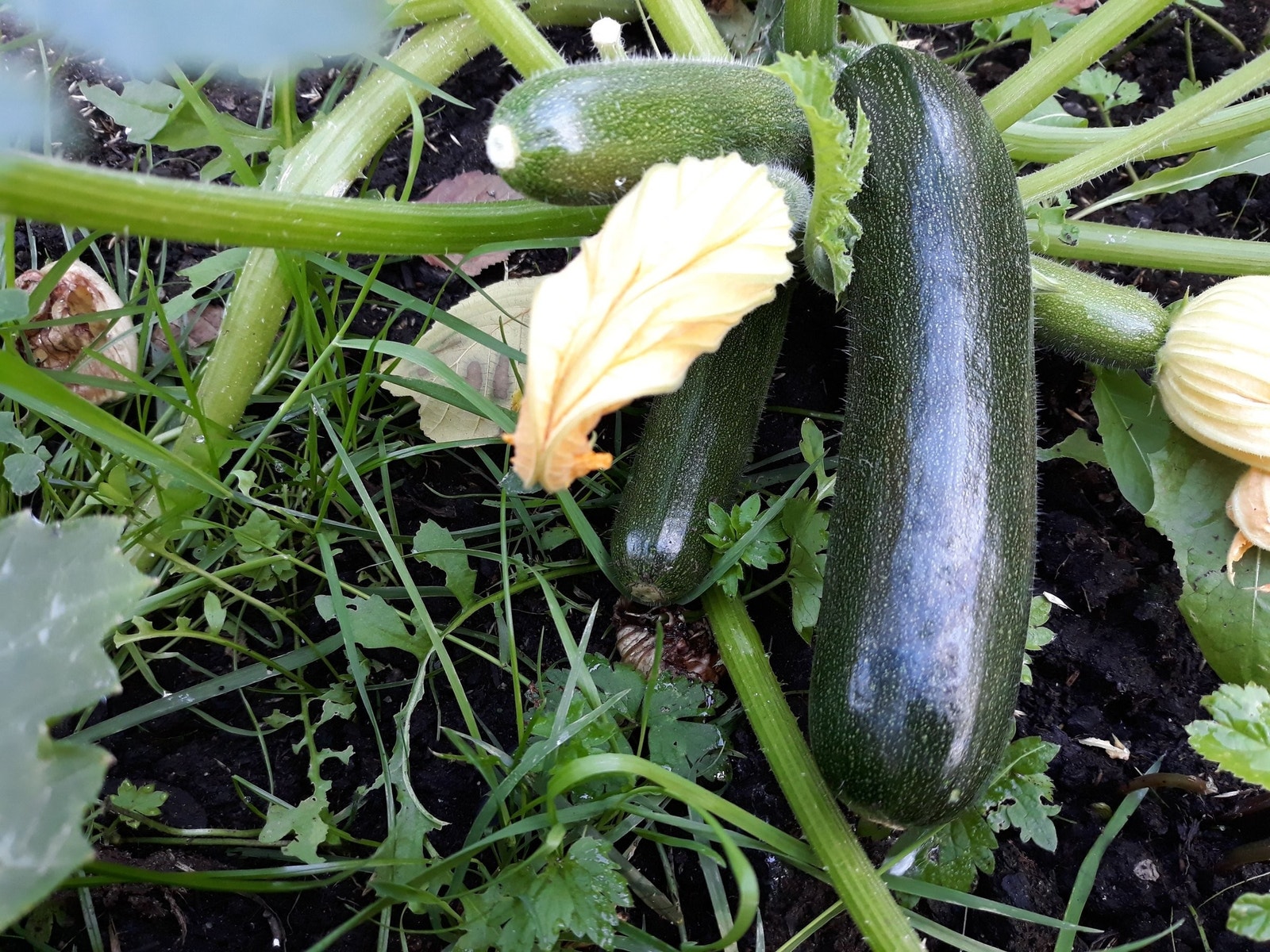 Fra 2019 Galleribilde