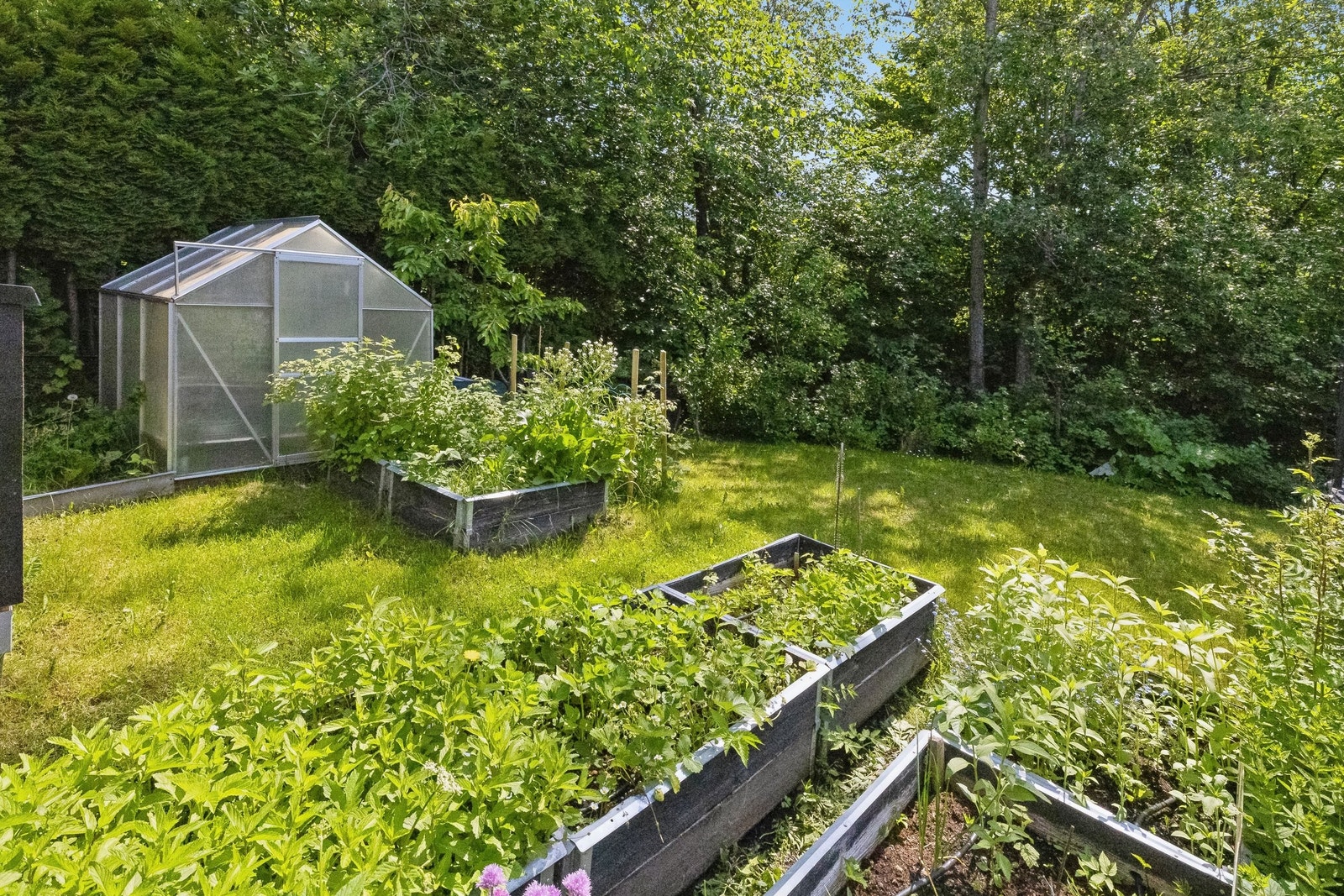 Hageområde med drivhus samt flere drivkasser Galleribilde