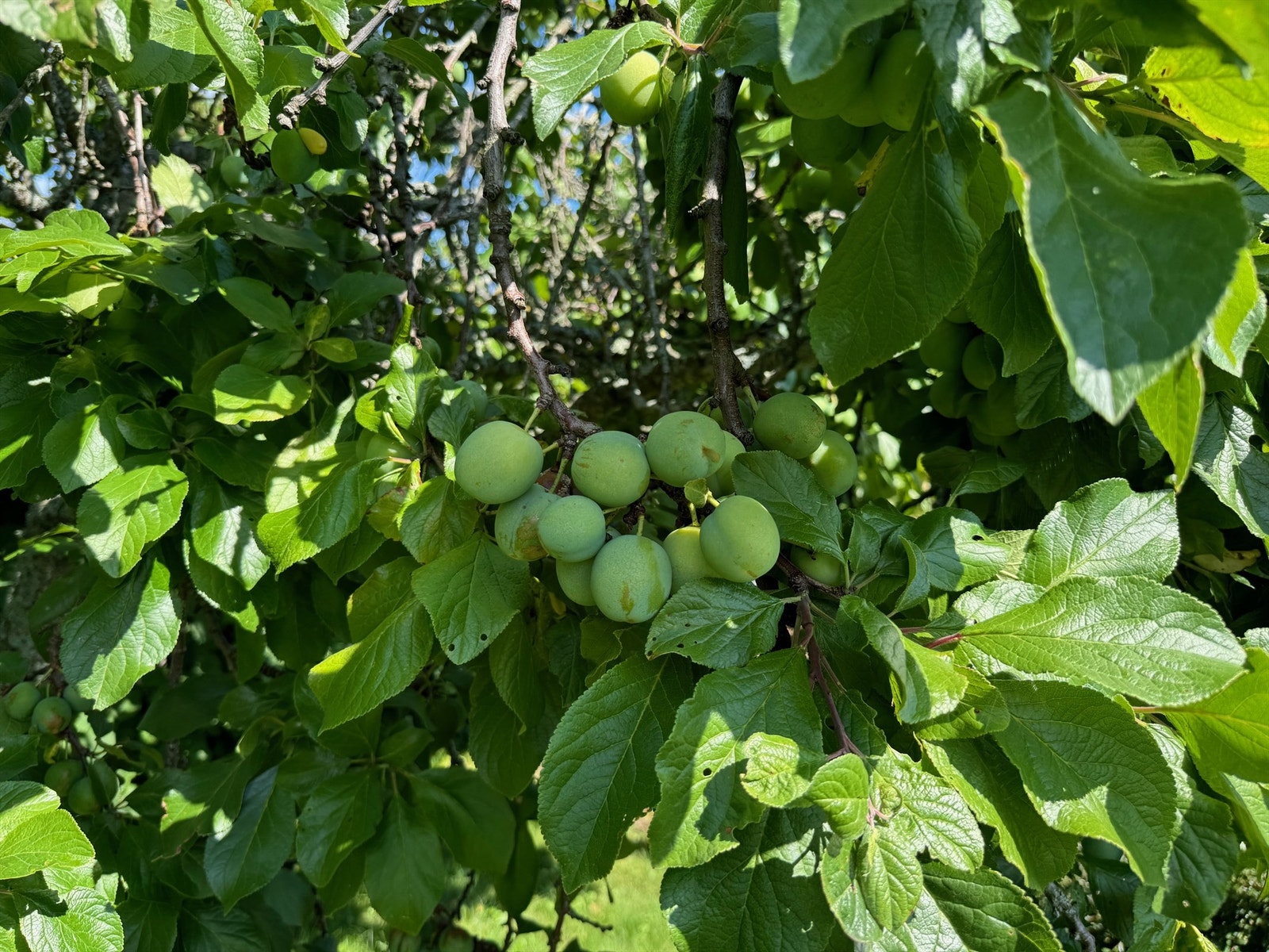 Privat bilde Galleribilde