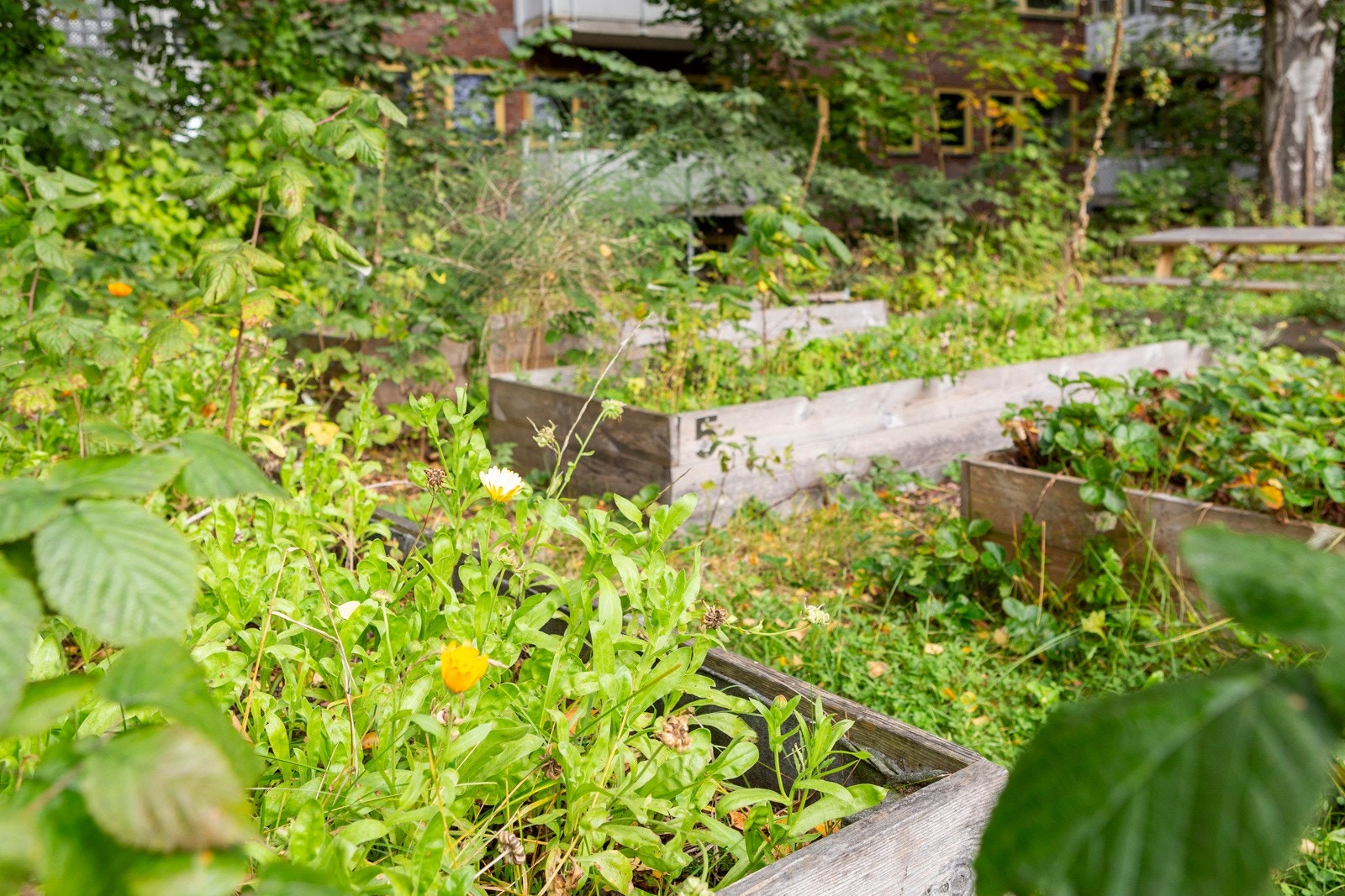 Borettslaget har også egne parsellkasser hvor beboere kan dyrke grønnsaker Galleribilde