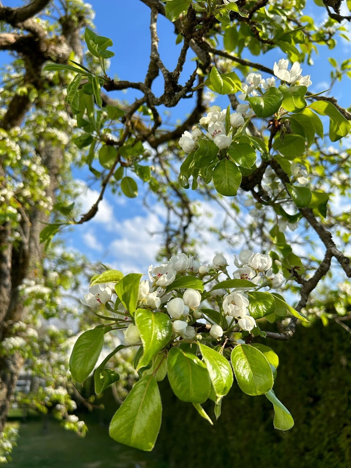 Selgers private bilde av hagen. Galleribilde