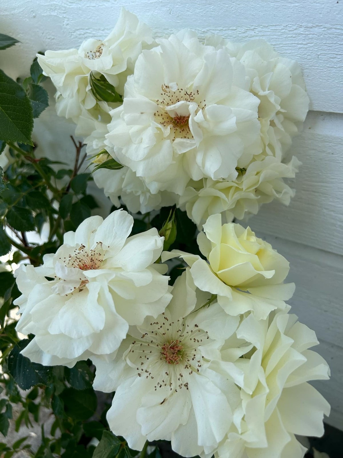 Selgers private bilde av hagen. Galleribilde