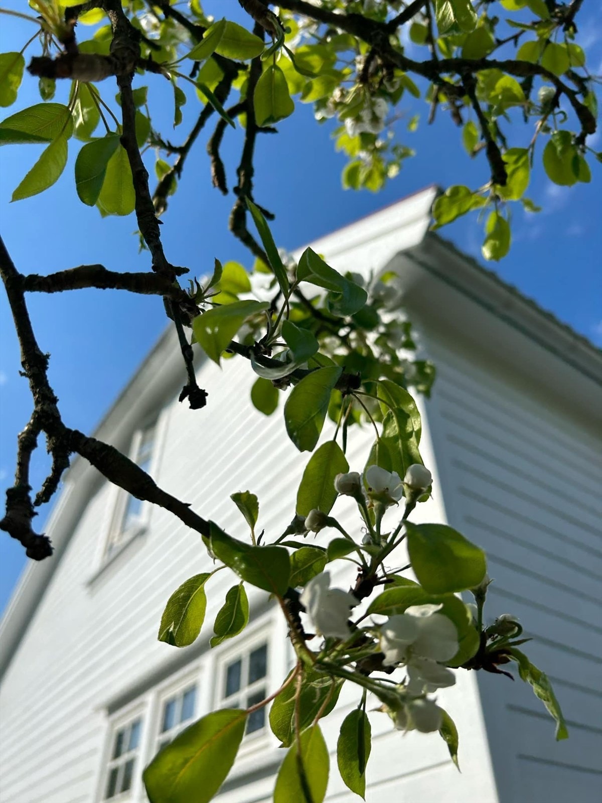 Selgers private bilde av hagen. Galleribilde