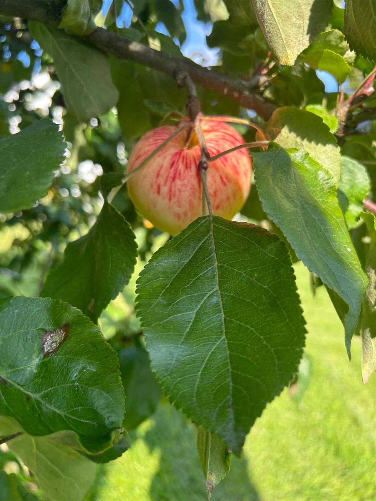 Selgers private bilde av hagen. Galleribilde