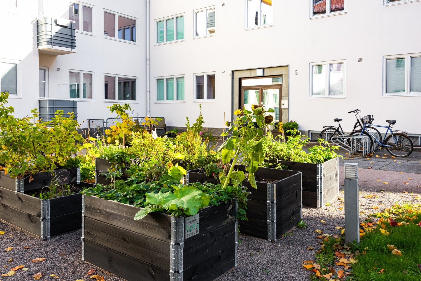 Hagegruppa har etablert dyrkekasser i gården og bidratt for et grønnere uteområde Galleribilde