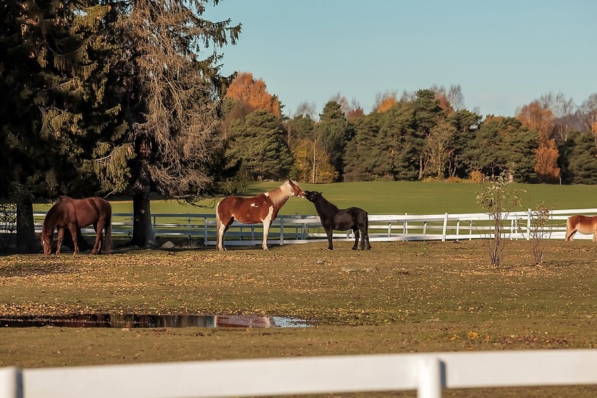 Ekeberg, EKT Rideskole og husdyrpark Galleribilde