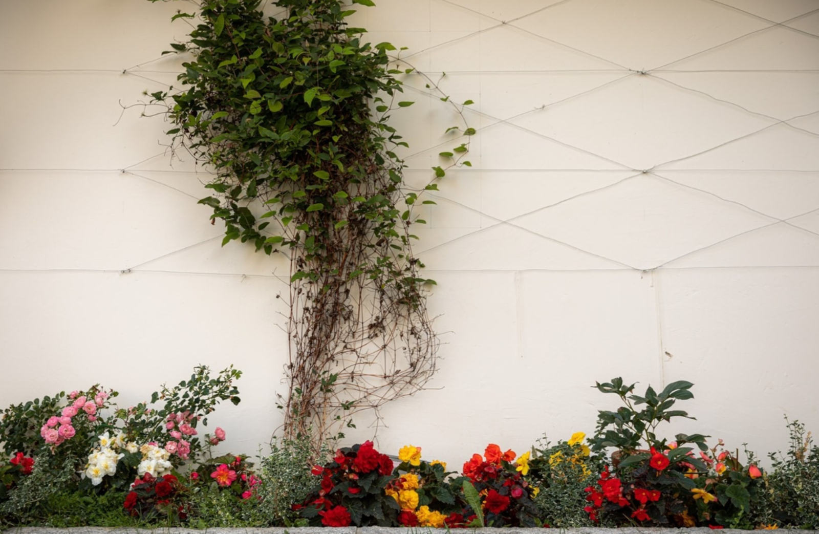 Veldig hyggelig i sameiets bakgård. Galleribilde