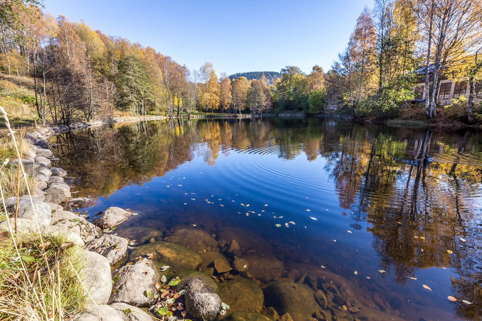 Sagadammen Galleribilde