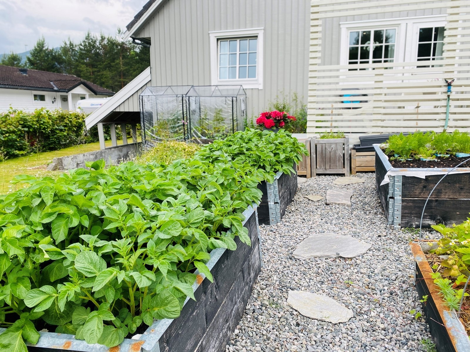 Frodig grønnsakshage. Privat foto. Galleribilde