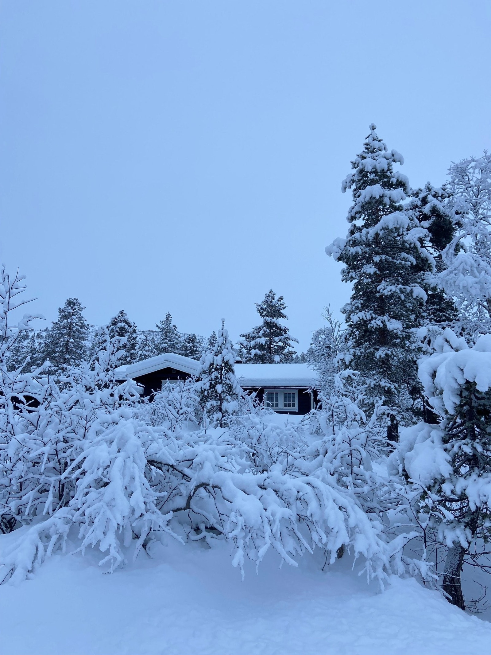 Den blå timen Galleribilde