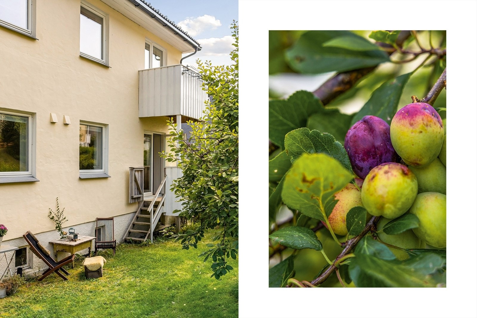 Herlig plommetre i felles hage. Galleribilde