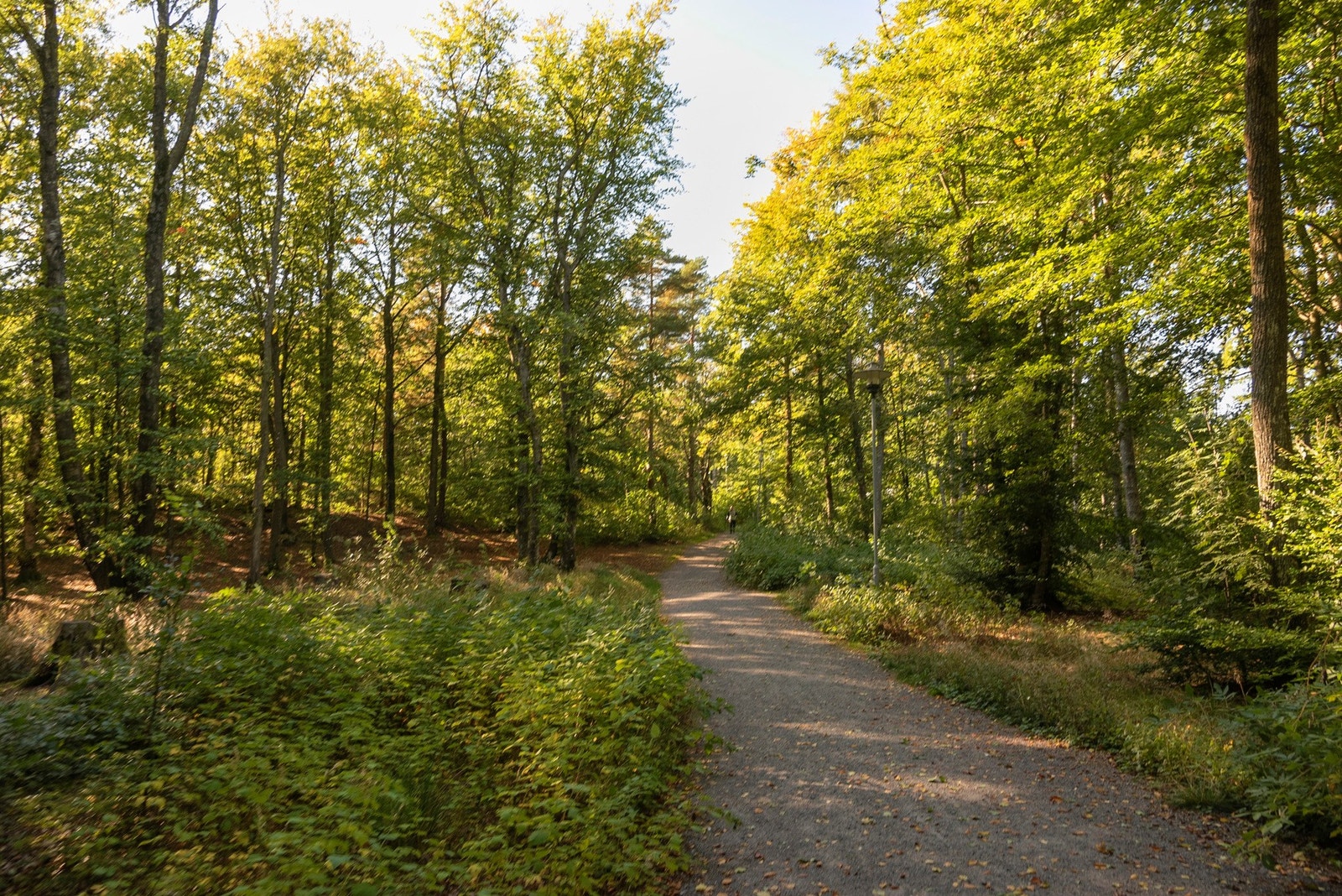 Fine turstier i nærheten Galleribilde
