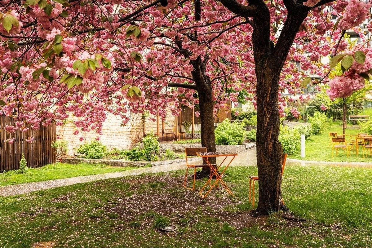 Om våren blomstrer kirsebærtrærne i bakgården. Galleribilde