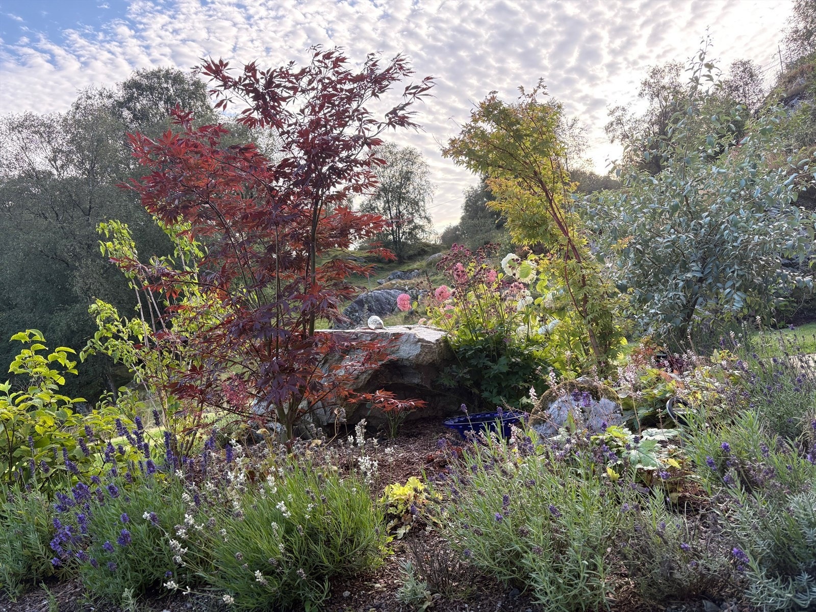 Hage i blomstring Galleribilde