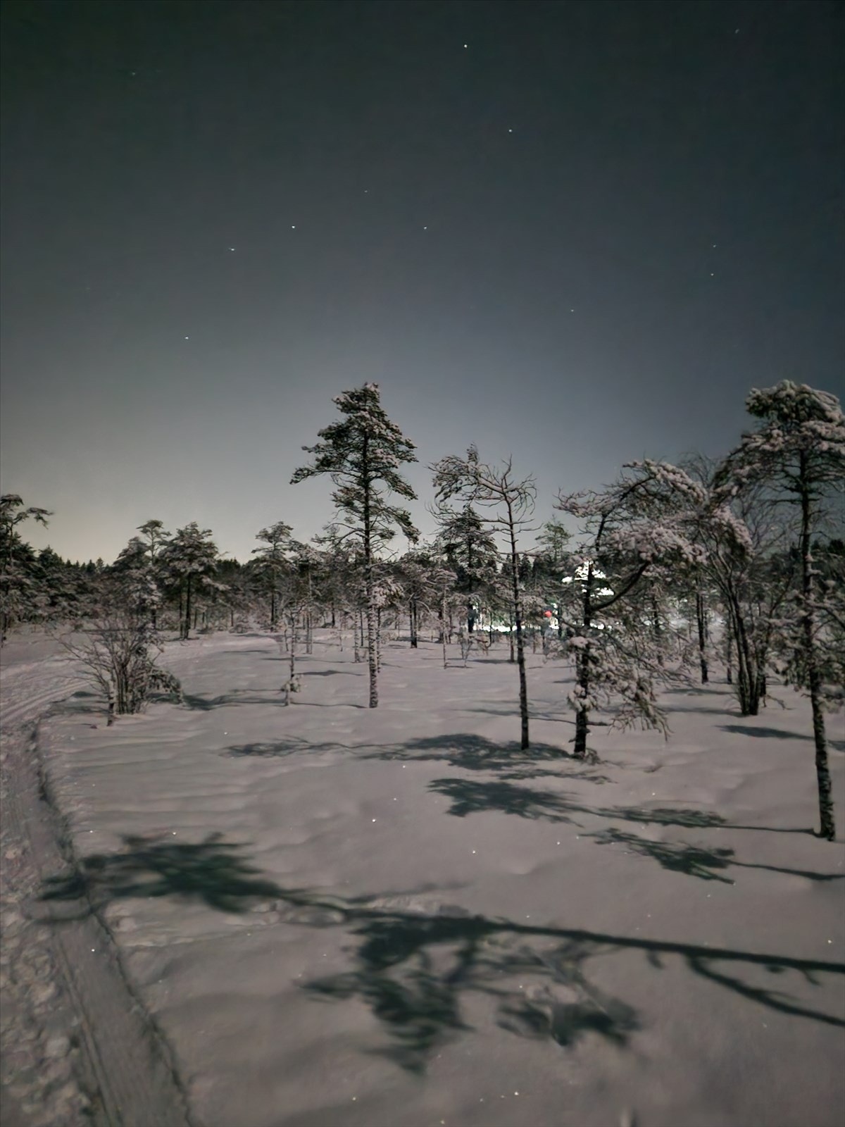 Selgers private bilde fra Hebekkskogen. Galleribilde