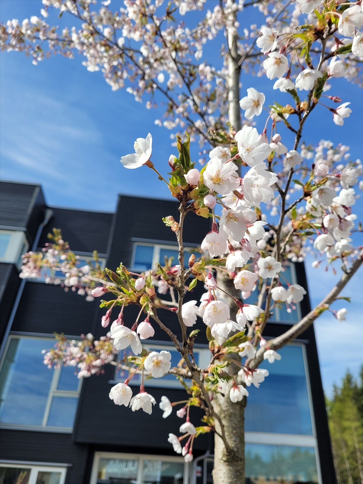 Detalj. Galleribilde