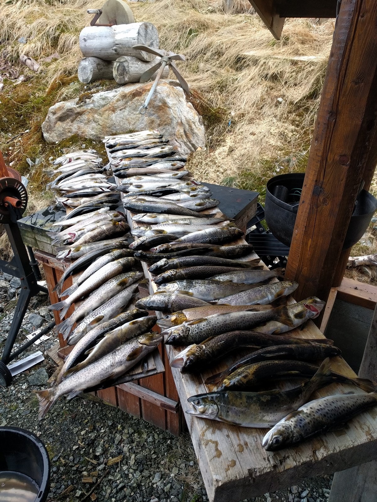 Jølstravatnet er kjent som ett av norges beste fiskevann for ferksvannsørret. Galleribilde