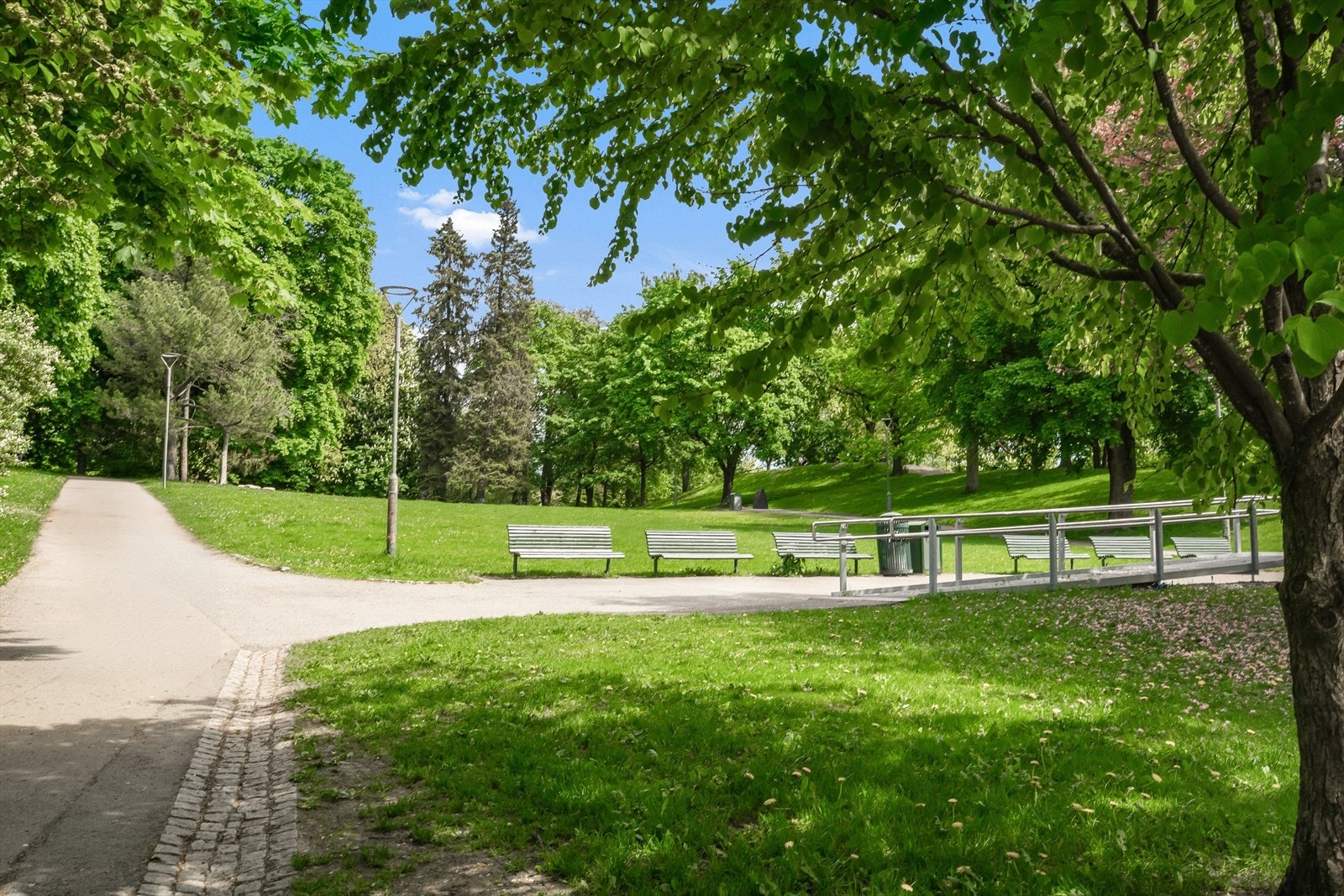Bjølsenparken er kjent for en vakker lindeallé som går omtrent nord-sør langs parkens høyest punkt. Galleribilde