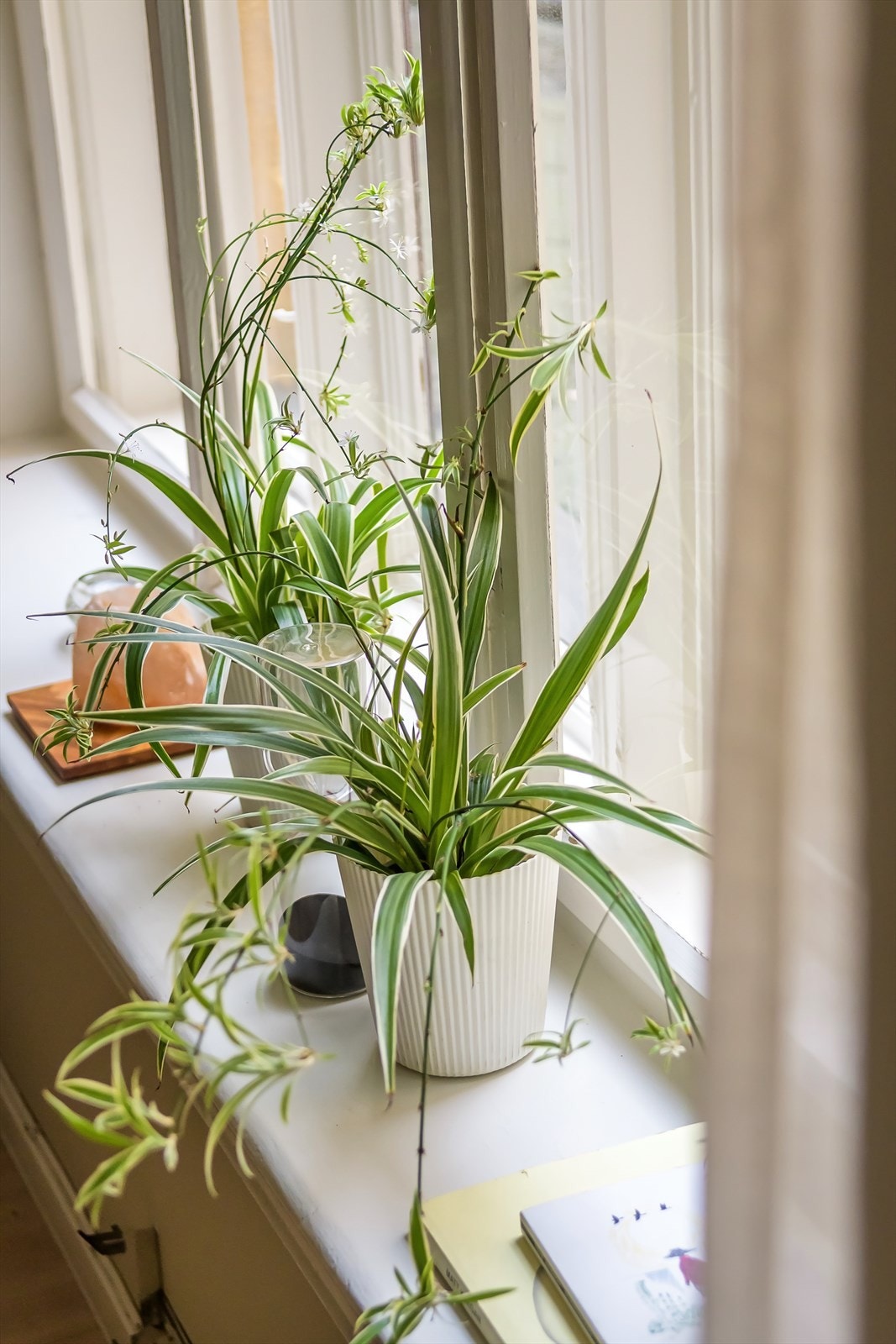 Dype vinduskarmer. Galleribilde