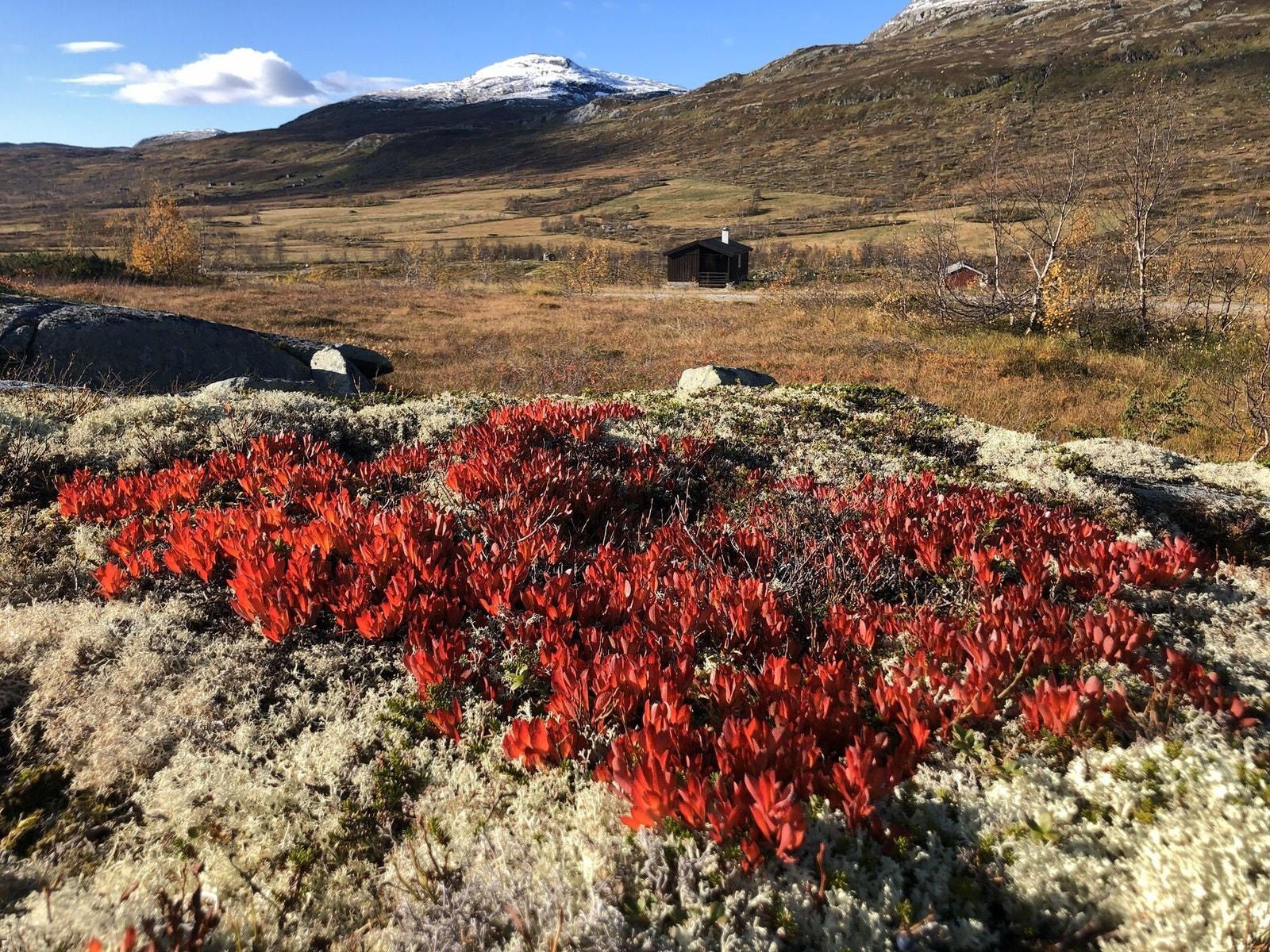 Selgers egne bilder. Høst i Bjoreidalen. Galleribilde
