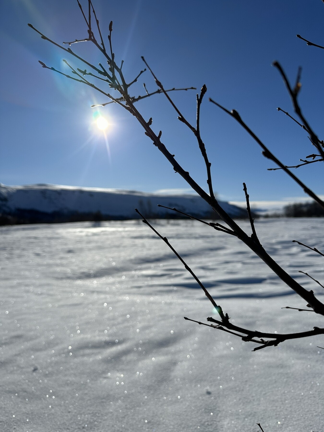 Selgers egne bilder Galleribilde