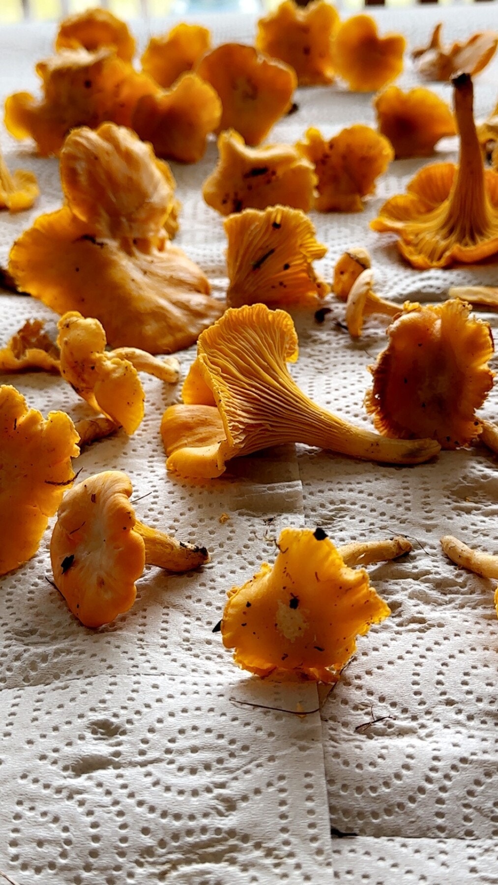 Selgers egne bilder Galleribilde