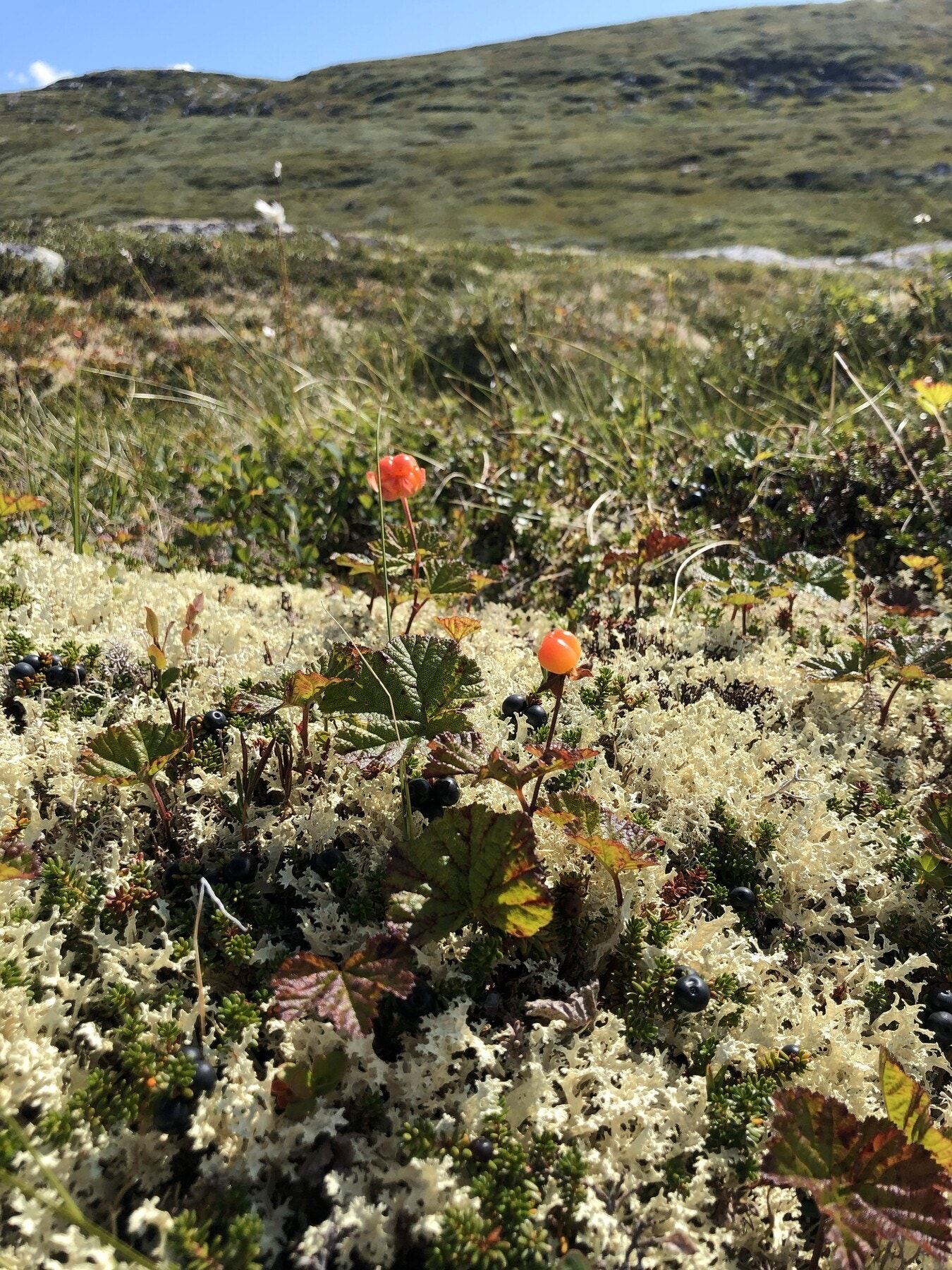 Selgers egne bilder Galleribilde