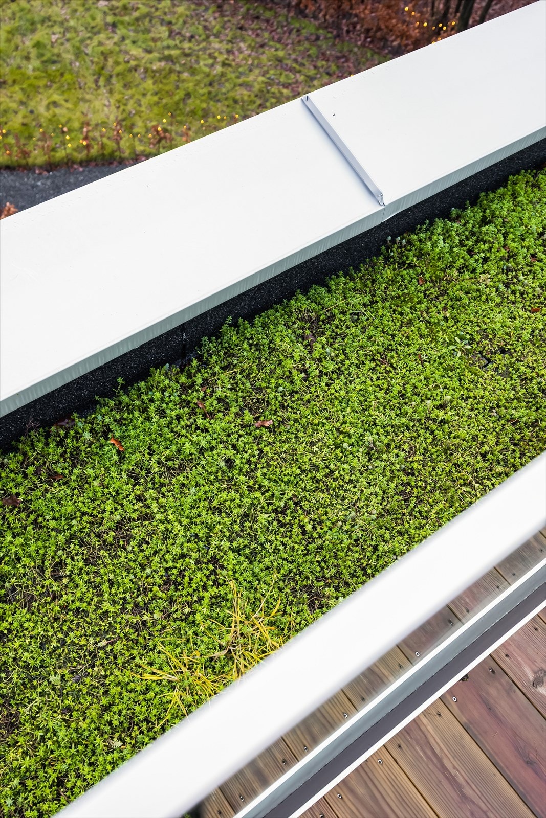 Grønt sedum som omkranser hele takterrassen Galleribilde