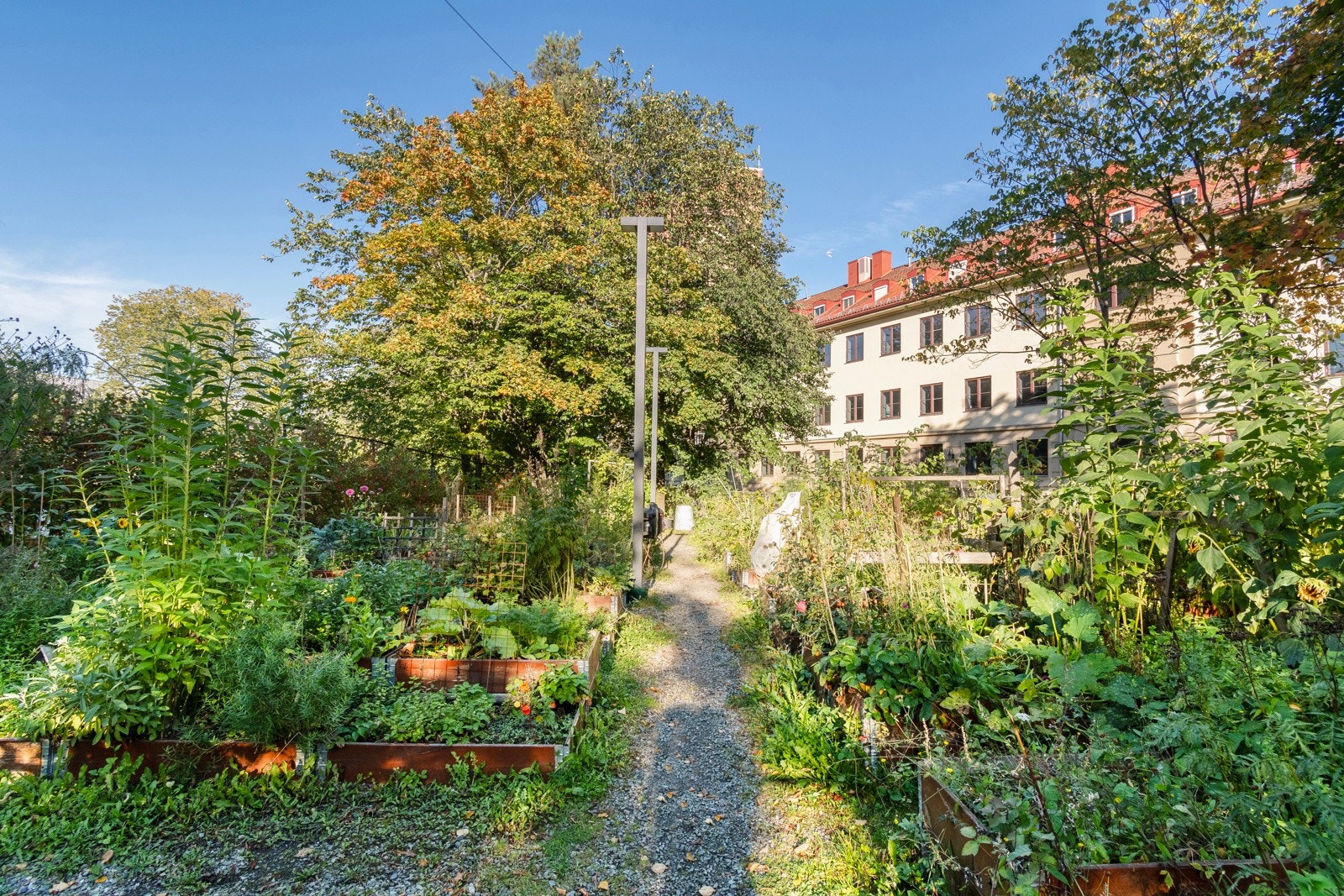 Borettslagets parsellhage. Kortreist kjøkkenglede for store og små. Galleribilde