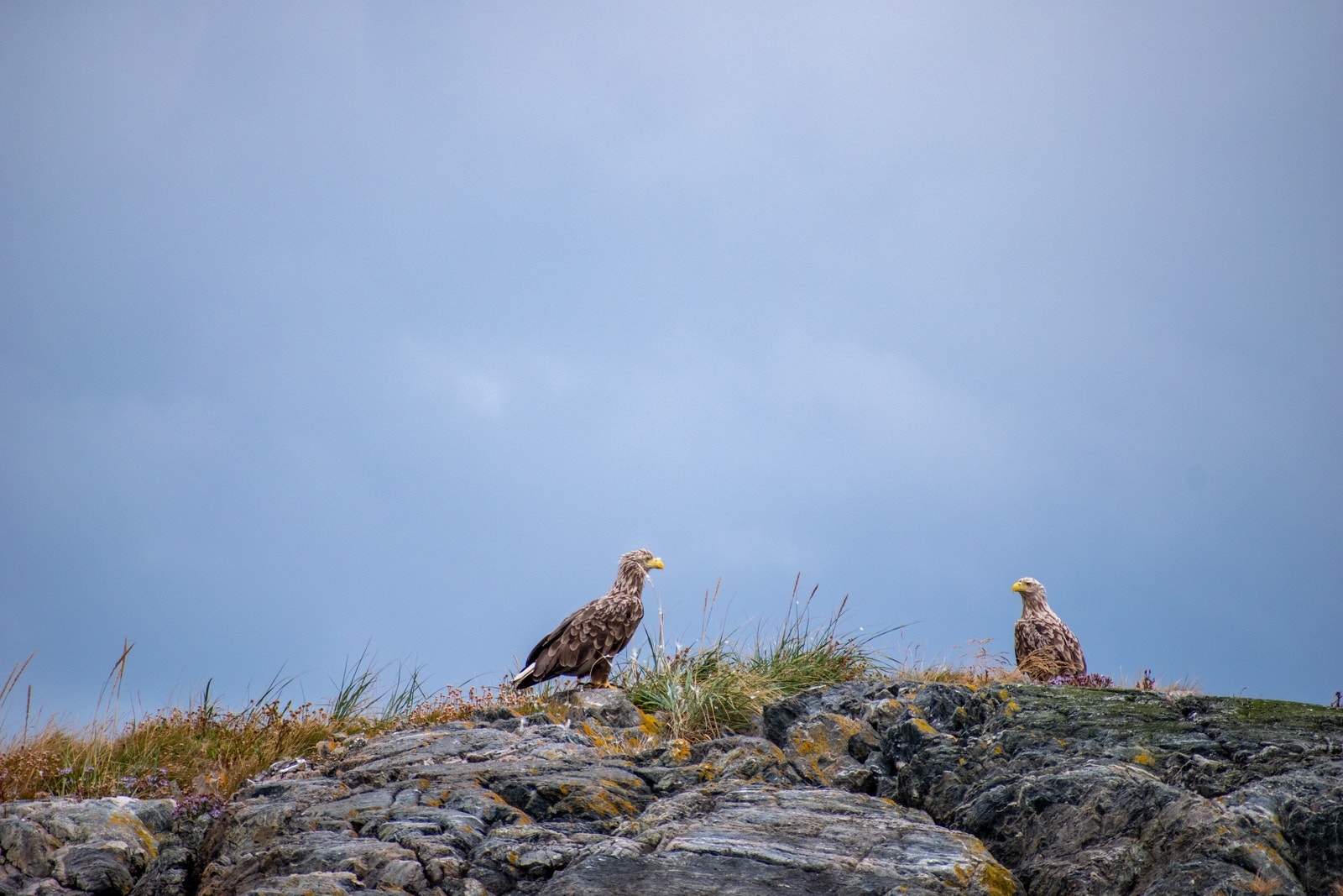 AVERØY Galleribilde