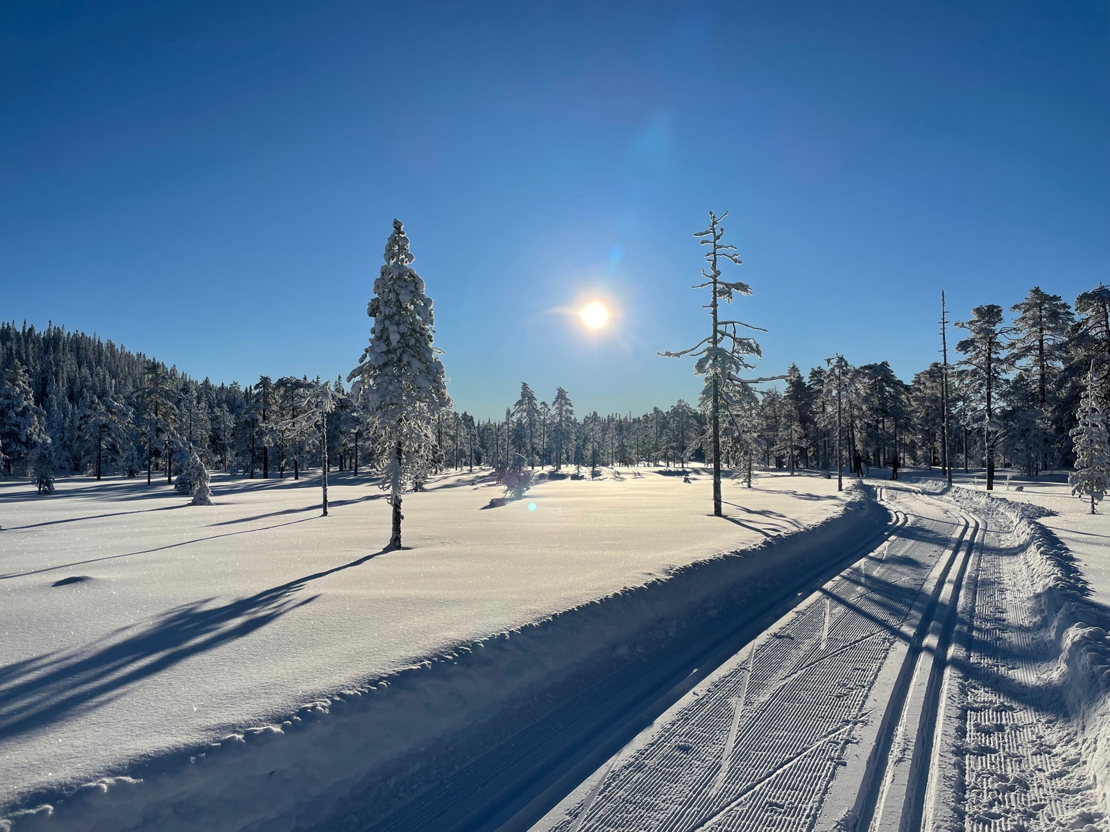 Stort løypenett i relativt flatt terreng og åpent for sol Galleribilde