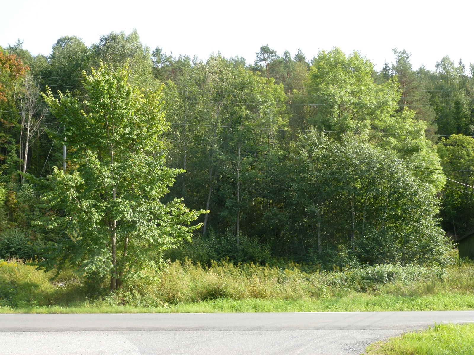 Terreng med trær/fjell. Galleribilde