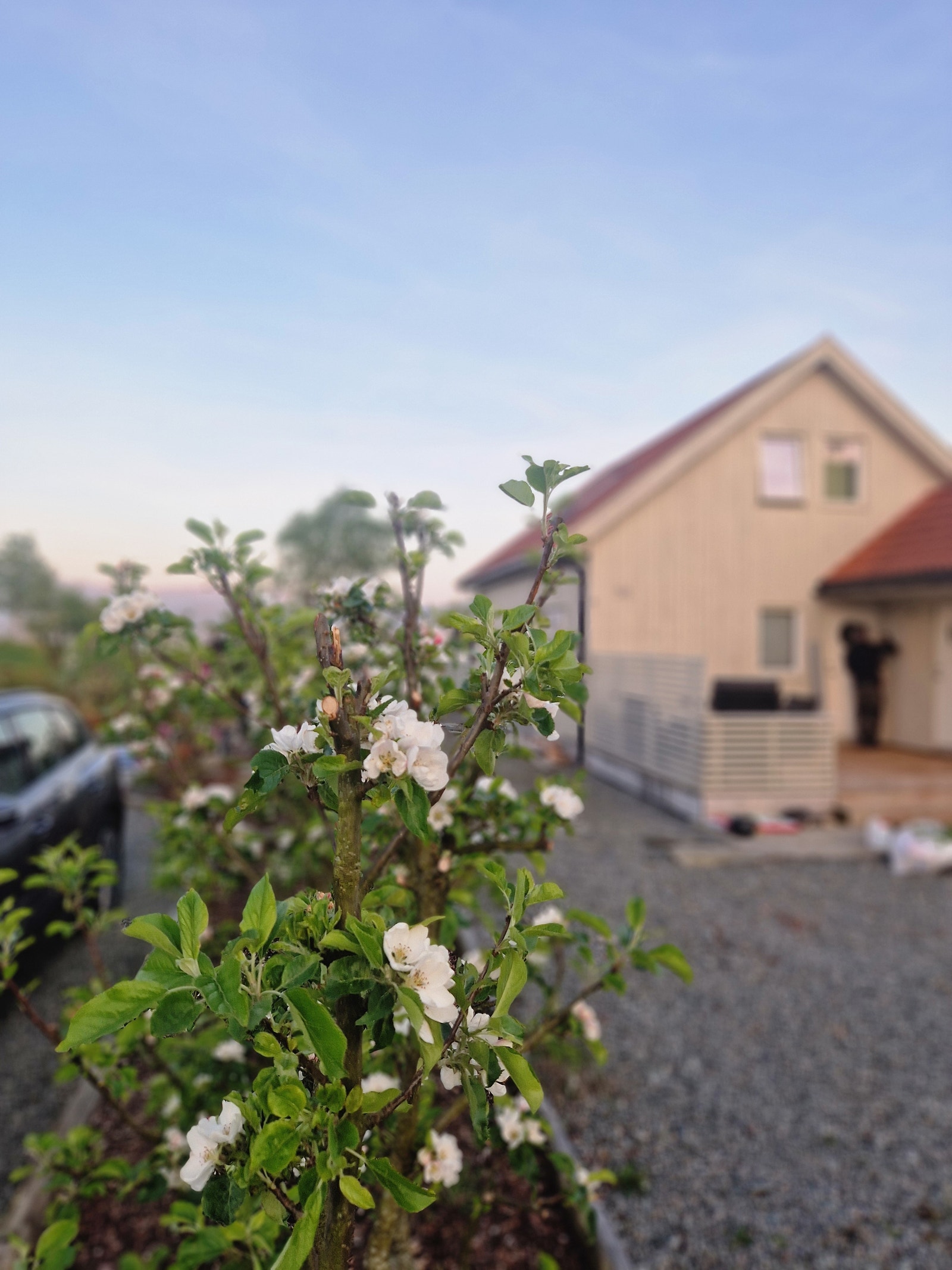 Innkjørsel med eplehekk i blomstring Galleribilde