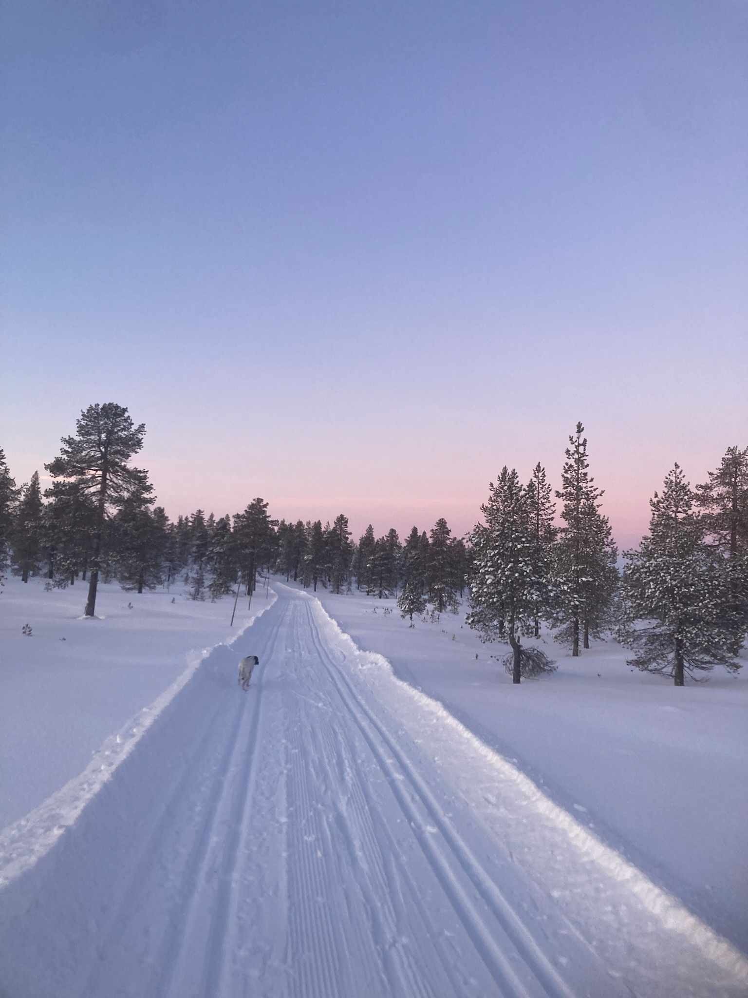 Flotte skiløyper rett ved hytta Galleribilde