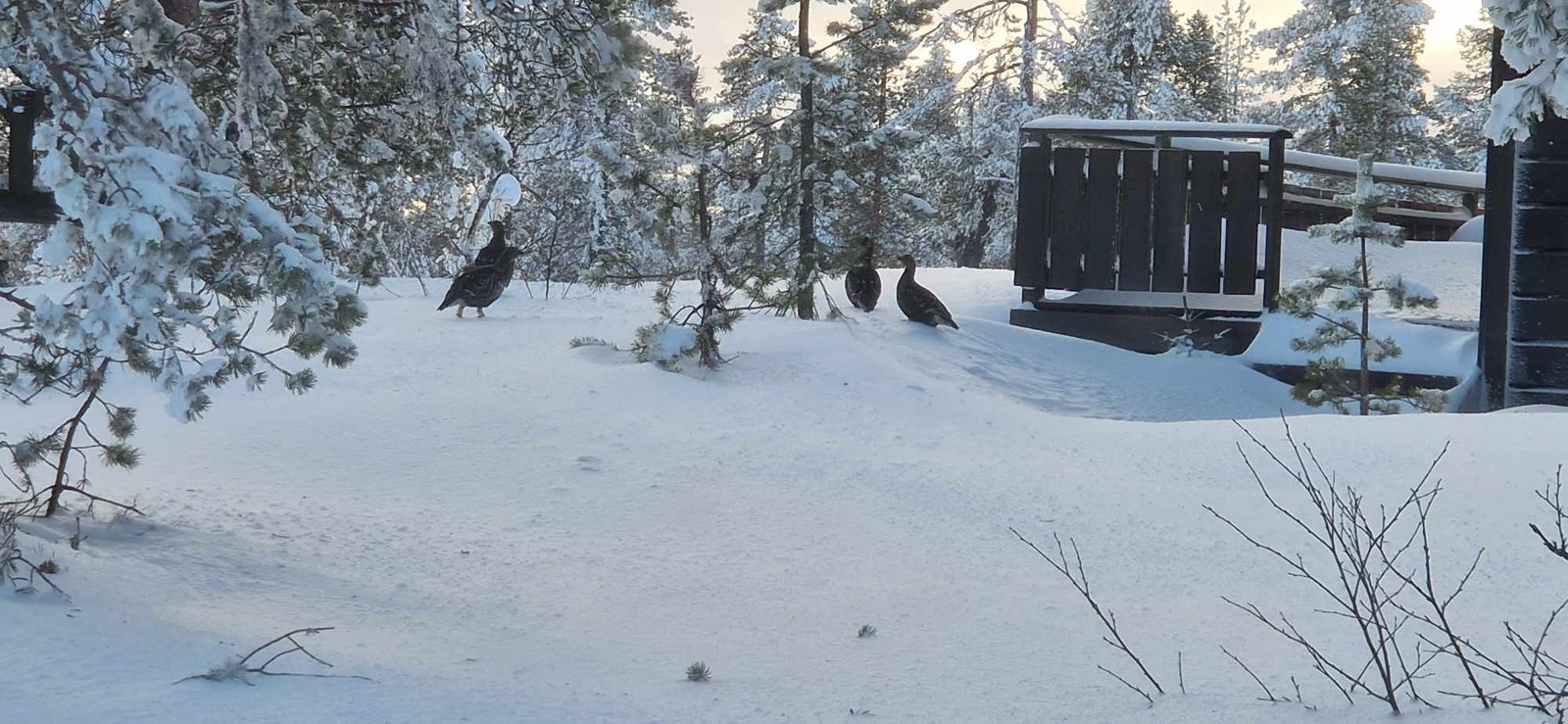 Skogsfugl på besøk Galleribilde