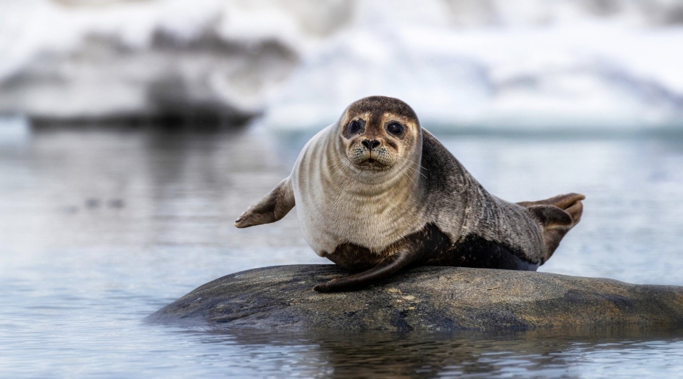 Båt tur i skjærgården gir mulighet for å se sel, niser og spekk huggere! (sjelden gang) Galleribilde