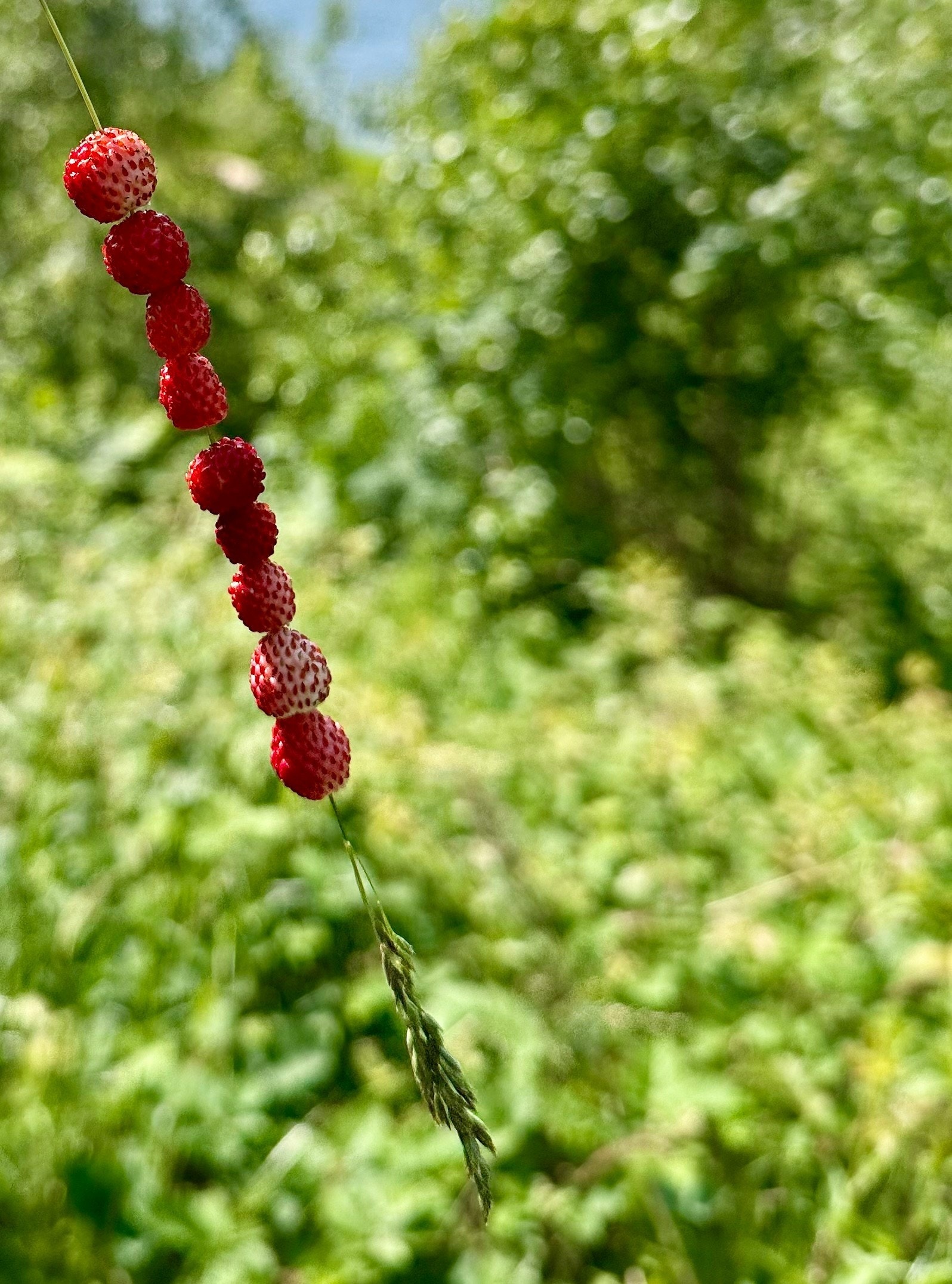 Mye flora Galleribilde