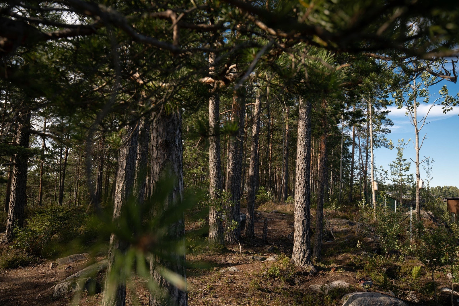Tursti på Skogsåsen Galleribilde