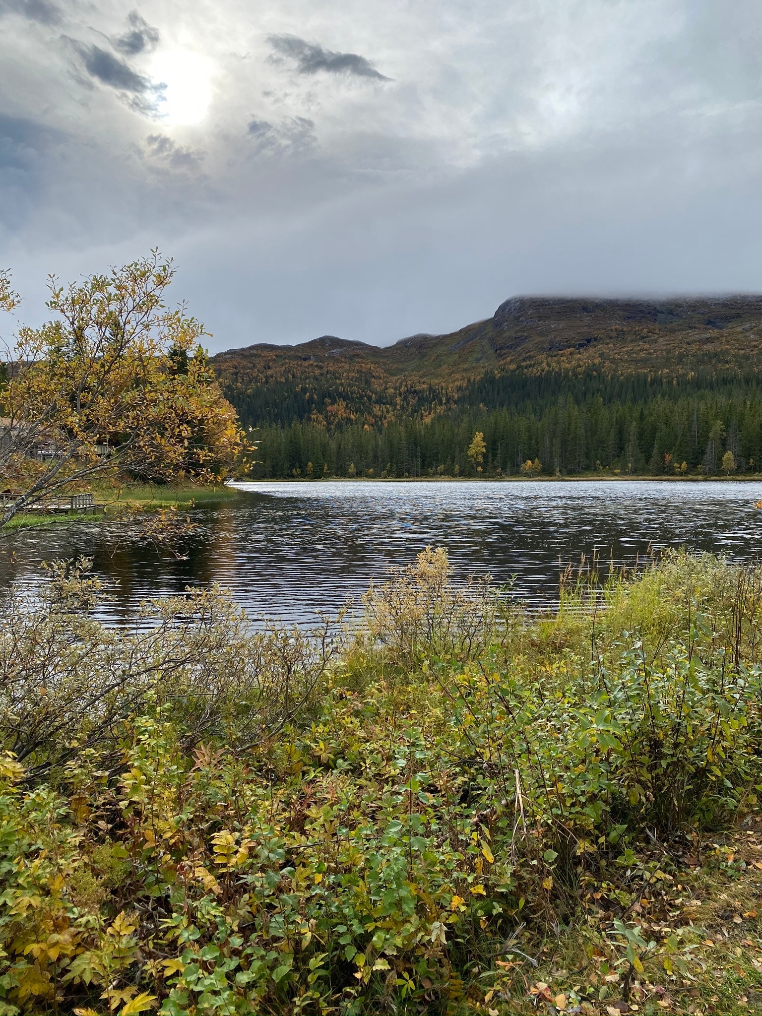 Rørtjønna Galleribilde