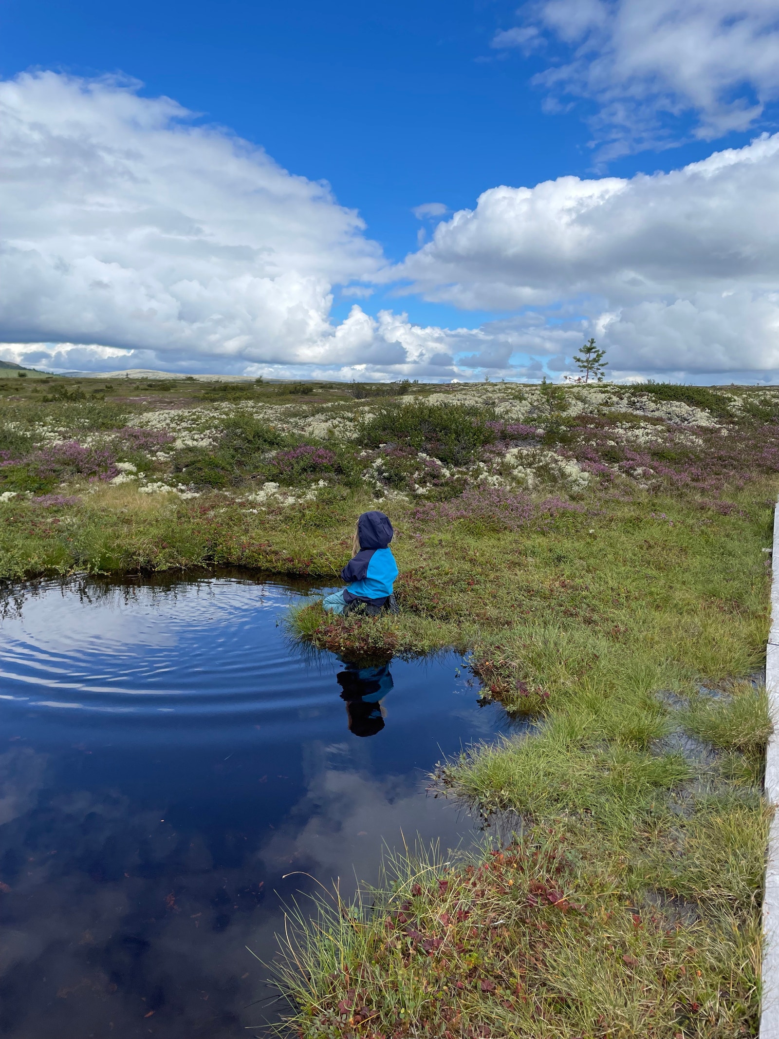 Sommerlandskap på fjellet Galleribilde