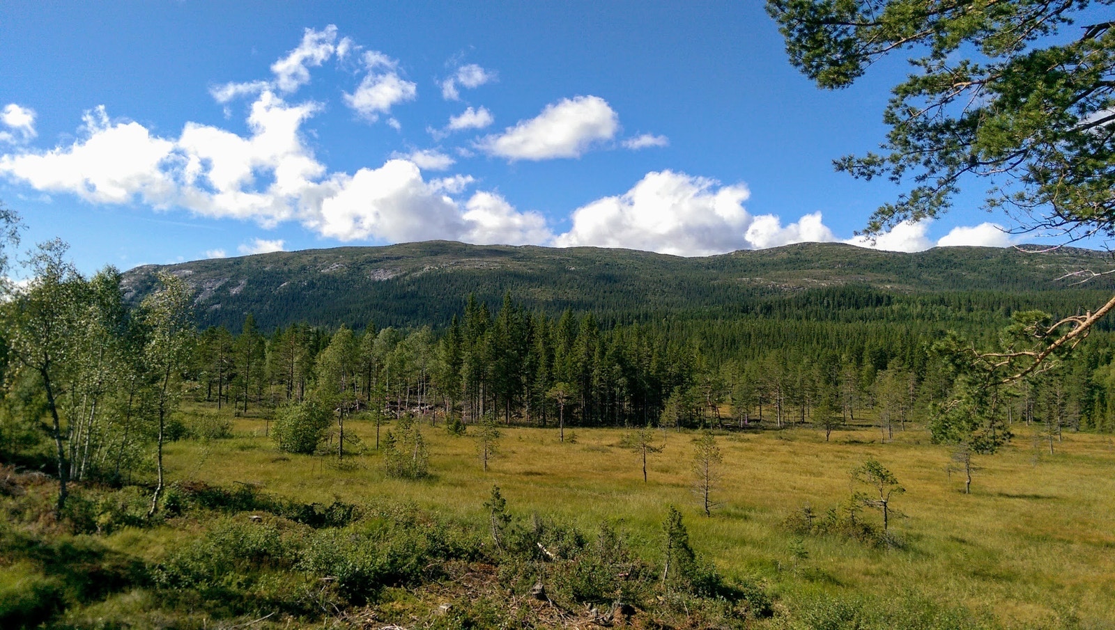 Norges største frivillige verneområde for skog, ser vi deler av mot Vikerfjell, tatt fra terrassen på Skarrudsetra. Galleribilde