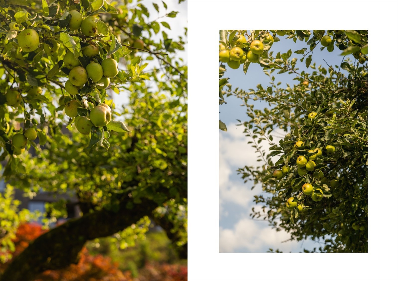 Epletre i hagen. Galleribilde