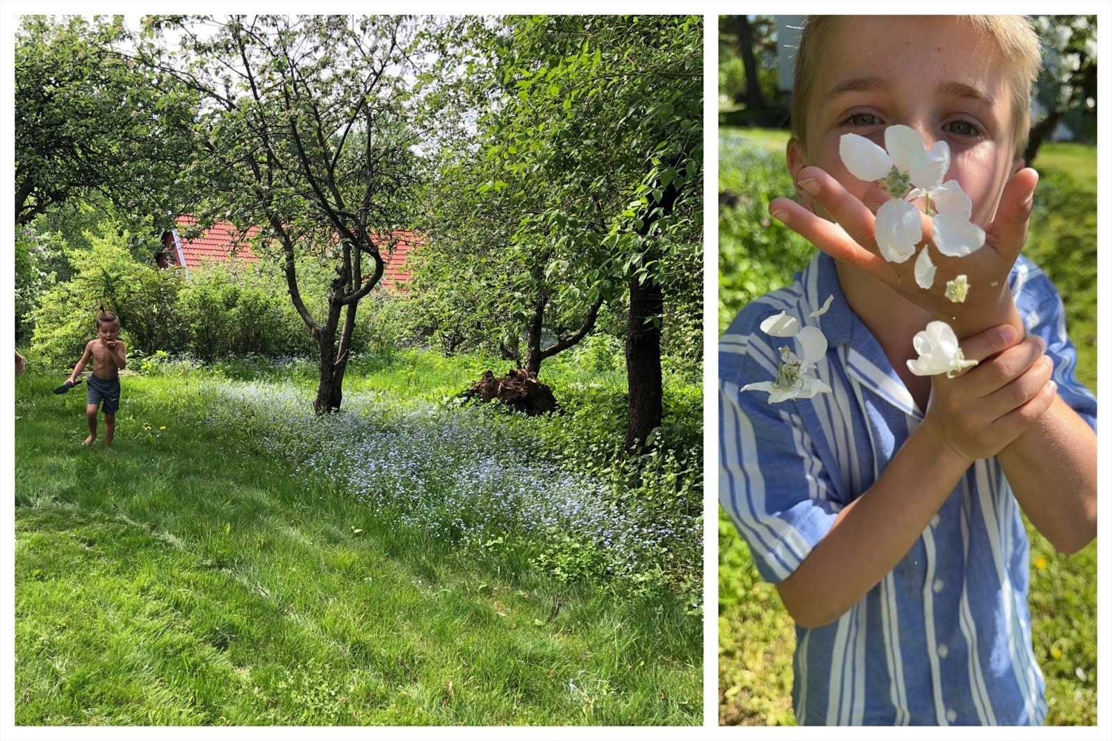 Nydelige blomster i forskjellige utgaver dukker opp i løpet av våren og sommeren Galleribilde